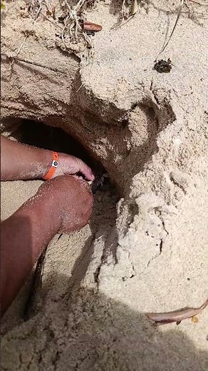 achamos o caranguejo