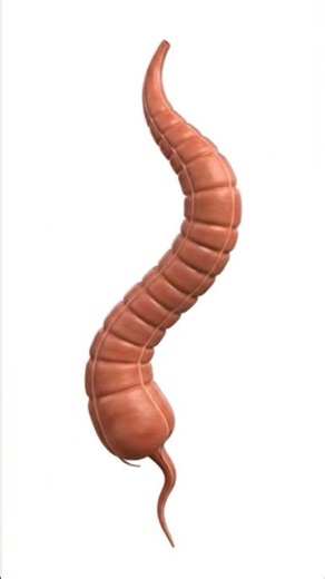 Excretory System 3D Animation | Large Intestine with Appendix |