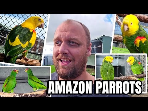 AMAZON PARROTS