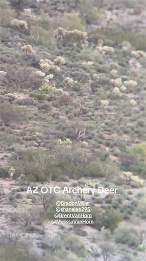 Exciting Arizona Archery Deer Encounter