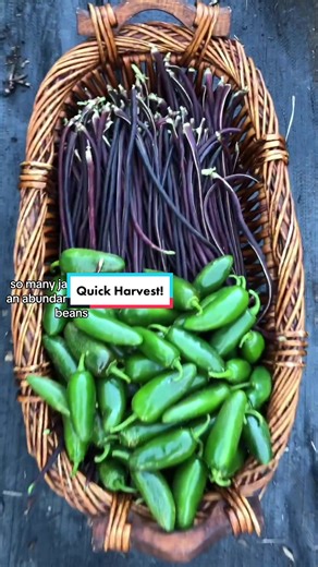 Quick harvest! Busy day, work, farm chores, preserving & harvest 😉 I’m ready for the calm of fall & winter 😌 #beans #noodlebeans #peppers #jalapeno #hotpeppers #bountiful #harvest #harvestbasket #gardenharvest #veggieharvest #garden #gardentok #garden101 #gardentips #gardening #gardeningtok #gardening101 #gardeningtips #Homestead #homesteadtok #homesteadlife #homesteading #farm #farmtok #farmlife #wholesome #positive #vibes #plants #greenthumb #victorygarden #veggiepatch #berrypatch #growagard