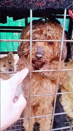 In Asia's Dog Meat Market, Dogs Begging Us to Rescue Them, Please Work With Us to Save Them