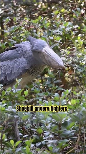Explore shoebill angry life