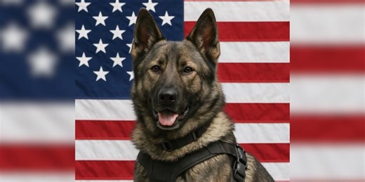 Police K-9 dies after being struck by another officer’s cruiser during chase