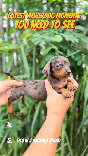 Cutest Dachshund Moments Ever🥹💖