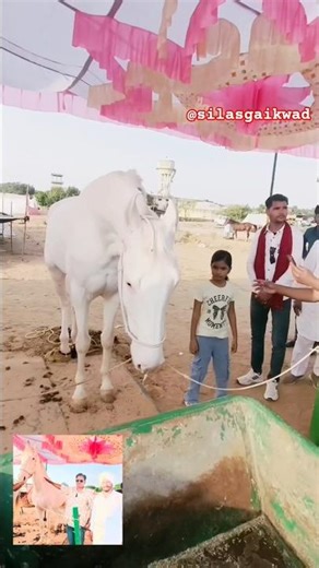 ♥️ Beautiful Horses at Pushkar Fair 💚 पुष्कर मेला | Rajasthan