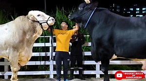 Two enormous bulls from Brownie's Ranch | Biggest Bulls Photography