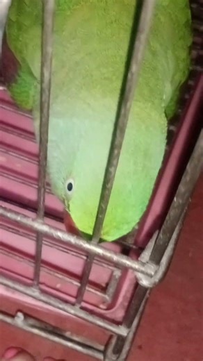 parrot video 📷 #parrot #talkingparot #birds #viral #nonstoptalkingparrot