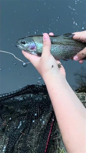 Rainbow Trout caught with a simple drop shot with some trout power bait! #fishing #trout #shorts