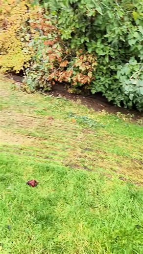 2K views · 55 reactions | DIY Rabbit Tractor. Perfect For Pasture Raised Rabbits. #rabbits #meat #food | Elizabeth Kirk | Facebook