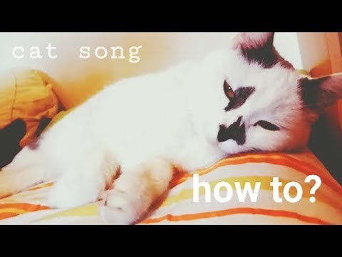 How to make music with a cat