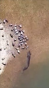Giant Catfish Hunting Pigeons – An Unbelievable Battle! 🐟🕊️🔥 #fblifestyle #florida | Hoodfishing_entertainment