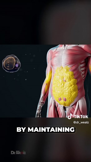How Does The Body Burn Fat #3d #animation #weightloss #fatloss #health | Animation