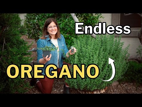 OREGANO GROWING GUIDE: From Transplant to Endless Harvest