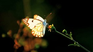 Congo's Virunga national park under threat from oil exploration – video