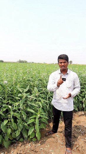 White Sesame Farming | Nuvvula Cultivation | Oil Seeds Crop | Shiva Agri Clinic #sesame #sesamecrop #sesamecultivation #sesameplant #nuvvulasagu #whitesesamecrop #oilseeds #oilseedsfarming #oilseedscrop #sesameseeds #sesamefarminginindia #oilseedsfarmingininida #profitablefarming #agriculture #farming #crops #seeds #organicfarming #naturalfarming #commercialcrops #shivaagriclinic | Shiva AgriClinic