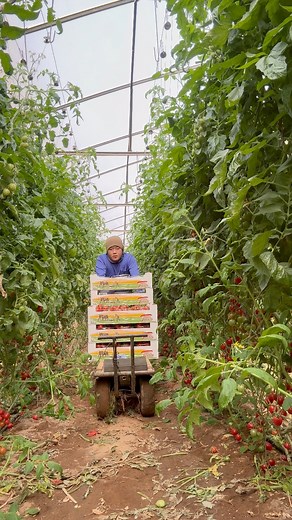 103K views · 1.1K reactions | This tomato cart is very useful #agriculture #tomato #farming #farm #garden #greenhouse #tips #How | JUMOH Han | Facebook