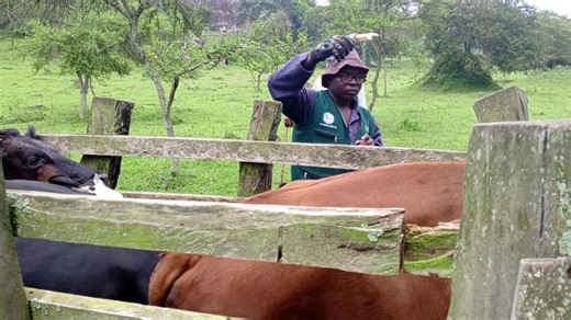 How Vaccination is done in cattle