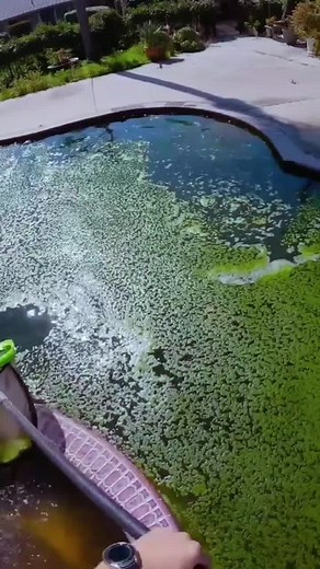 Pool Cleaning and Maintenance Before & After Transformation