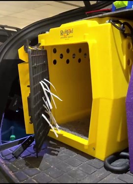 Powerful Dog Crate Cooling Fan | High Airflow, Adjustable Speed   Remote | Single or Dual - Etsy