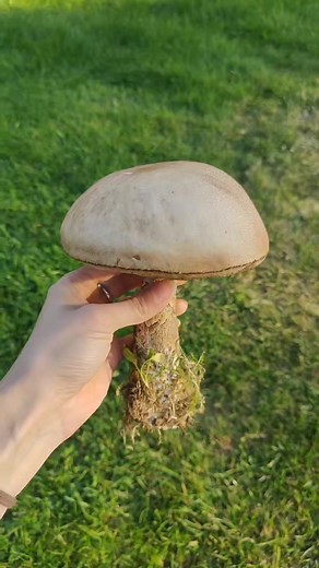 Foraging Mushrooms: A Beginner's Guide to Mushroom Picking and Cooking