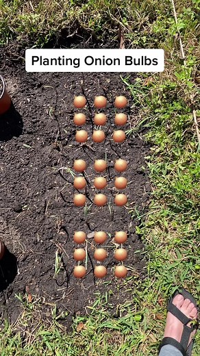 Planting onion bulbs #gardentok #learntogarden #startagarden #growonions #onion #onionbulbs #vegetablegarden #companionplanting #companiongardening