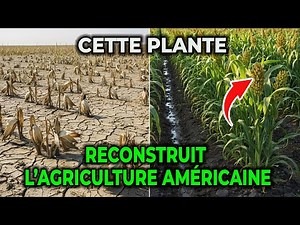 Comment Cette Graine Ancienne Sauve En Secret L’Agriculture Américaine Aujourd’Hui
