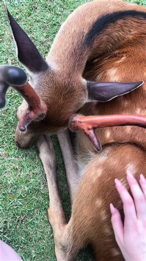 🦌🦌🦌 #fawn #deer