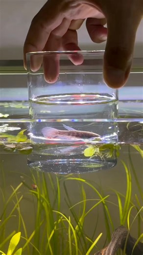 I had just set up this tank and I didn’t expect to get fry this quickly. As soon as I saw the male building a bubble nest, I immediately introduced the female. Since it was their first time, I thought it would end in failure, but it didn’t. The number of fry that hatched was surprisingly high. I collected more than 140 fry, and I still see more in the tank. This shows that the fish were well fed before they came to me and that both the male and female liked their new environment. You can now wat