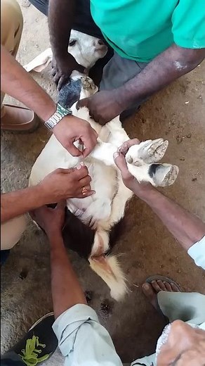 How to remove blocked urine in goats