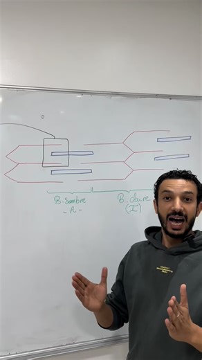 Prof MOUSSTAID Hassan SVT on Instagram‎: "Ultrastructure du sarcomère et le rôle des protéines des myofilaments 😍🔥 ‏#sarcomere #troponine #tropomyosine #actine #myosine"‎