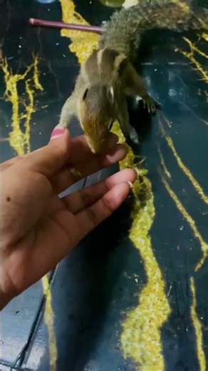 Baby Squirrel Gets Angry Waiting for Food 😤🐿️ #cute #petsquirrel #animallife