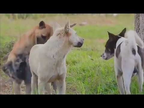 Amazing Smart Rural Dogs !! Dog Meeting for the Summer Season in Village.