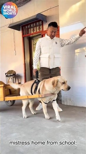 Owner Secretly Tests His Dog’s Honesty 🐶🎥 #viral #trending #satisfying