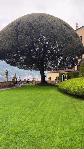 207K views · 13K reactions | Tree  #tree #treecare #treelove #nature #naturalbeauty #wildlifephotography #viral #trending #reels | The Nature | Facebook