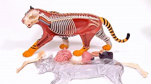 One of the coolest toys our gift shop has.. a 4D Educational Anatomical Tiger! Grab one so your kid can start building and learning, or for your classroom. We'll be launching a gift shop in the near future, so if you can't make it out, let us know in the comments if you're interested! | Tanganyika Wildlife Park