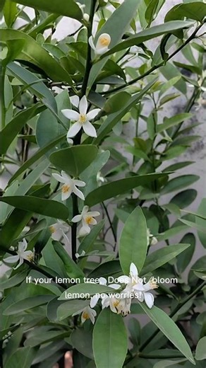 Flowering Stage Trick Lemon Fruit Fast Result #lemon #viralshorts #viralgardening