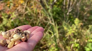 A Black-capped Chickadee hops around the Hand of Snacks to find the best sunflower seed. The Chickadee then hid the seed in cattail fluff for later eating. | Jocelyn Anderson Photography