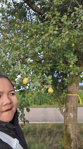 644K views · 10K reactions | Andaming na harvest na apple at pears. | Pearly Alms | Facebook
