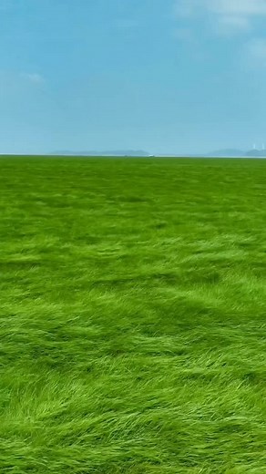 Peaceful Green Grass Nature Video Compilation
