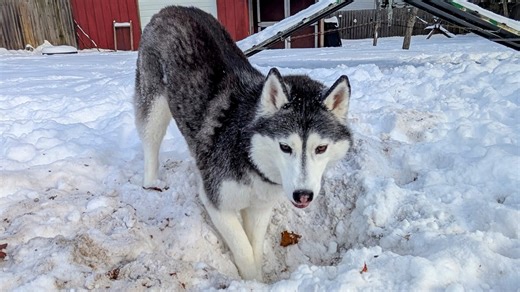 11K views · 1.2K reactions | We got so much snow, and the dogs are just loving it! It's a snow day for the Huskies today! | Snow Dogs Vlogs | Facebook