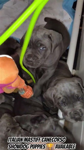 Italian mastiff canecorso puppies available 2026 liter #puppy #pets