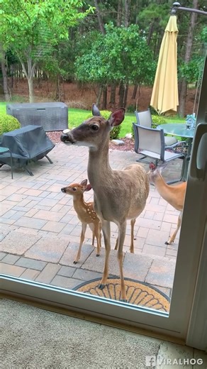 2.8K views · 54 reactions | Mama deer introducing her babies | Dog Kindness | Facebook