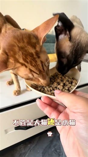 The Ultimate Feline Feast: Explore the Best Cat Foods