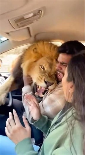 😱The lion wanted a tasty snack.🫣