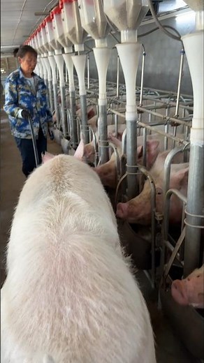 The Walk of Desire: Stimulating the Boar Preparing for Semen Collection 👀