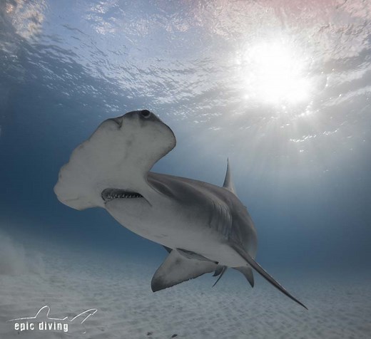 Great Hammerhead Shark Diving @ Bimini