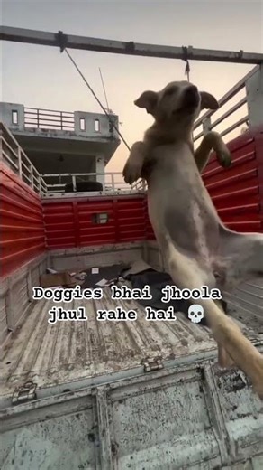 doggy mms video #meme #dogymms #mmsvideo #memevideo #itsmeissie