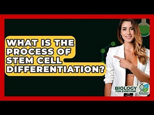 What Is The Process Of Stem Cell Differentiation? - Biology For Everyone