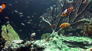 The clown fish is one of the most recognizable fish in the world, but did you know there are 30 species of clown fish with various different colors and patterns? Or that the largest species can reach over 7 inches long? Stop by OdySea Aquarium and see how many different species you can spot in our Reef Jewels exhibit. http://www.odyseaaquarium.com | OdySea Aquarium